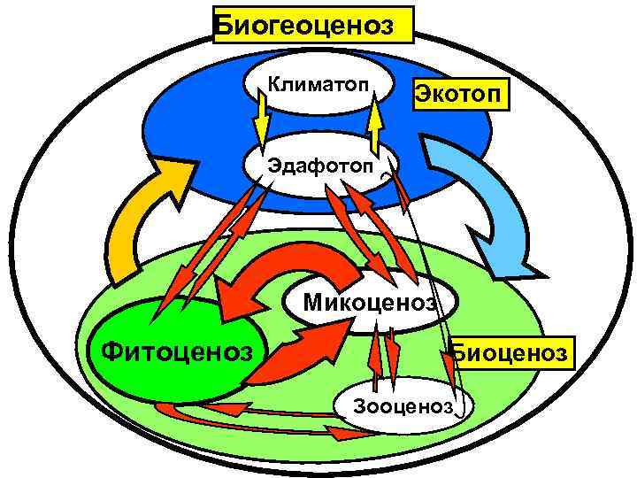 Биоценоз не может существовать изолированно