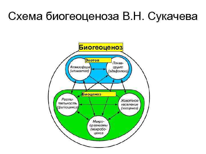 Схема биогеоценоза В. Н. Сукачева Биогеоценоз Экотоп Биоценоз 