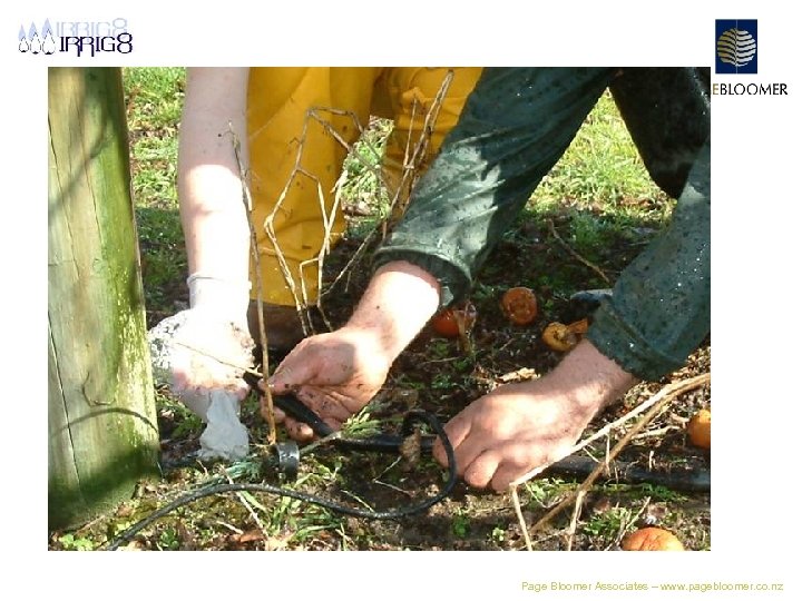 Page Bloomer Associates – www. pagebloomer. co. nz 