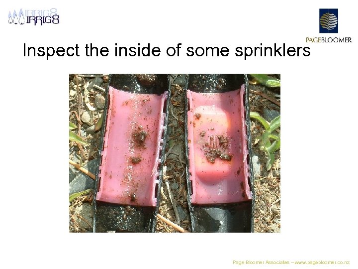 Inspect the inside of some sprinklers Page Bloomer Associates – www. pagebloomer. co. nz
