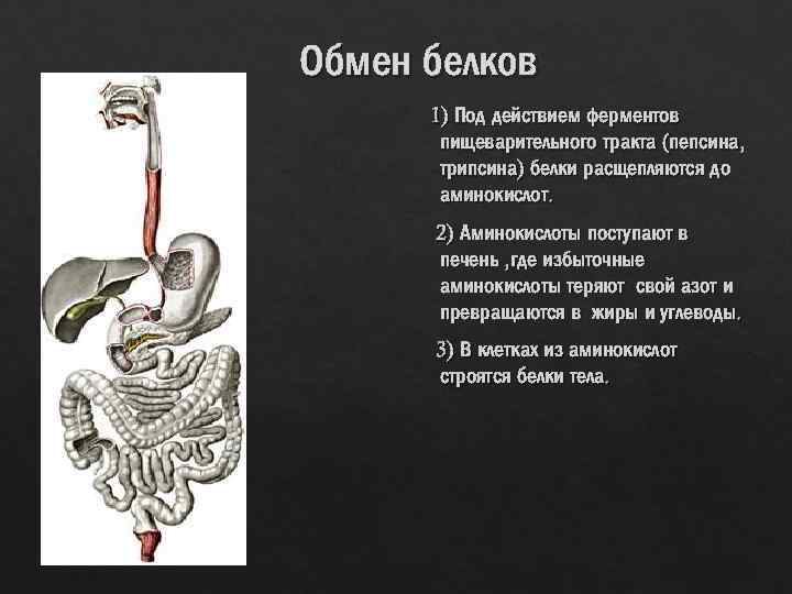 Обмен белков 1) Под действием ферментов пищеварительного тракта (пепсина, трипсина) белки расщепляются до аминокислот.