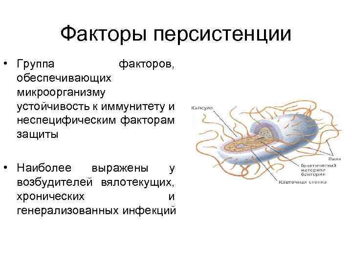 Факторы персистенции • Группа факторов, обеспечивающих микроорганизму устойчивость к иммунитету и неспецифическим факторам защиты