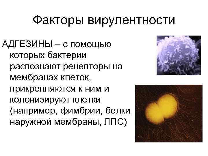Факторы вирулентности АДГЕЗИНЫ – с помощью которых бактерии распознают рецепторы на мембранах клеток, прикрепляются