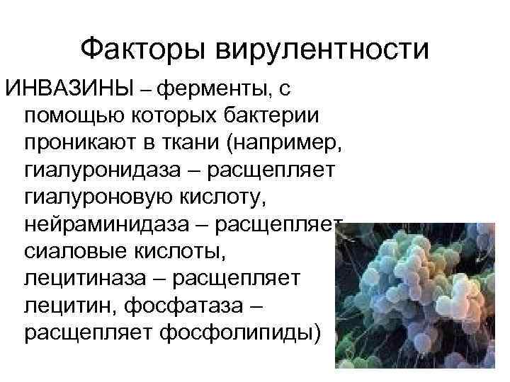 Факторы вирулентности ИНВАЗИНЫ – ферменты, с помощью которых бактерии проникают в ткани (например, гиалуронидаза
