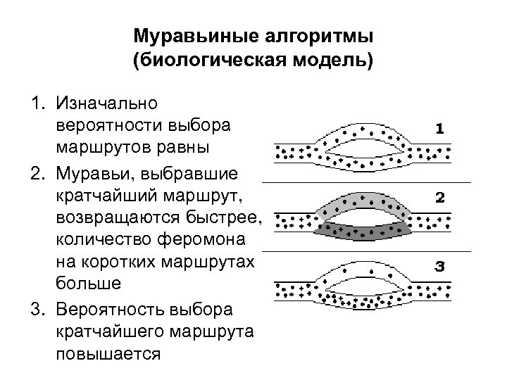 Муравьиные алгоритмы (биологическая модель) 1. Изначально вероятности выбора маршрутов равны 2. Муравьи, выбравшие кратчайший