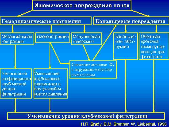 Ишемическое повреждение почек Гемодинамические нарушения Канальцевые повреждения Мезангиальная вазоконстрикция Медуллярная контракция гиперемия Уменьшение коэффициента