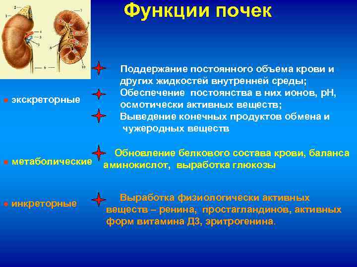  Функции почек ● экскреторные ● метаболические ● инкреторные Поддержание постоянного объема крови и