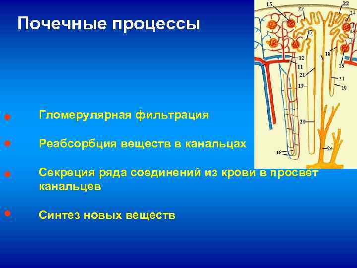 Почечные процессы ● Гломерулярная фильтрация ● Реабсорбция веществ в канальцах ● Секреция ряда соединений