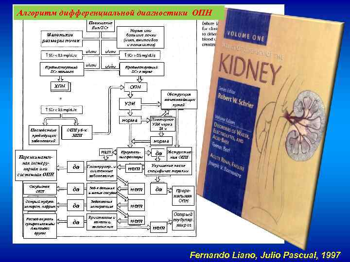 Алгоритм дифференциальной диагностики ОПН Повышение Bun/SСr Маленькие размеры почек и/или Предшествующий SСr повышен и/или