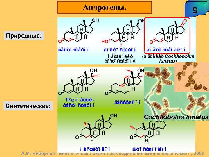 Андрогены. 9 Природные: Синтетические: Cochliobolus lunatus А. М. Чибиряев 