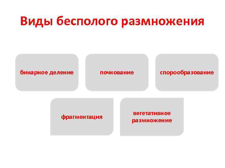 Виды бесполого размножения бинарное деление почкование фрагментация спорообразование вегетативное размножение 