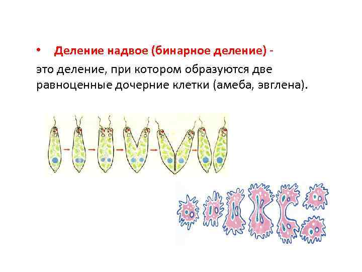  • Деление надвое (бинарное деление) это деление, при котором образуются две равноценные дочерние