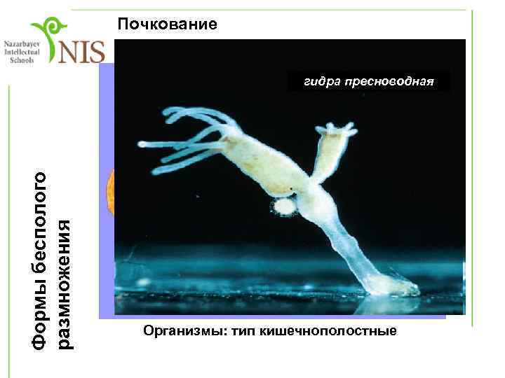 5. Почкование Формы бесполого размножения гриб дрожжи гидра пресноводная Организмы: тип кишечнополостные 