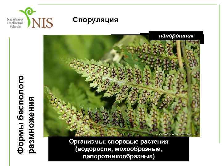4. Споруляция Формы бесполого размножения папоротник моховик трубочкигрибные споры на шляпке гриба Организмы: споровые