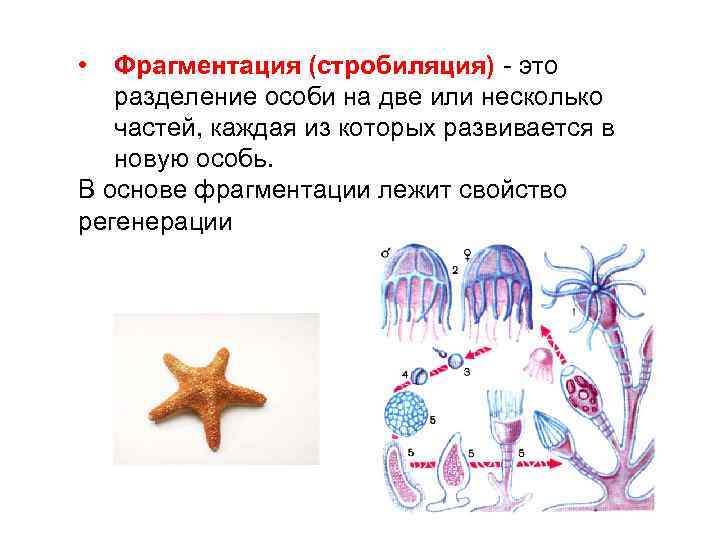  • Фрагментация (стробиляция) - это разделение особи на две или несколько частей, каждая