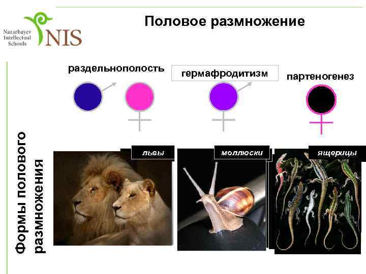 Половое размножение Формы полового размножения раздельнополость львы лебеди жуки-носороги гуппи гермафродитизм моллюски плоские черви