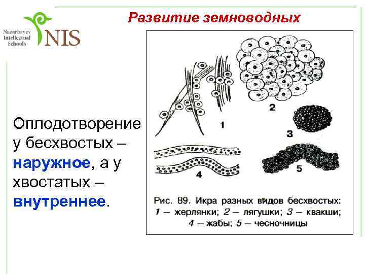 Развитие земноводных Оплодотворение у бесхвостых – наружное, а у хвостатых – внутреннее. 