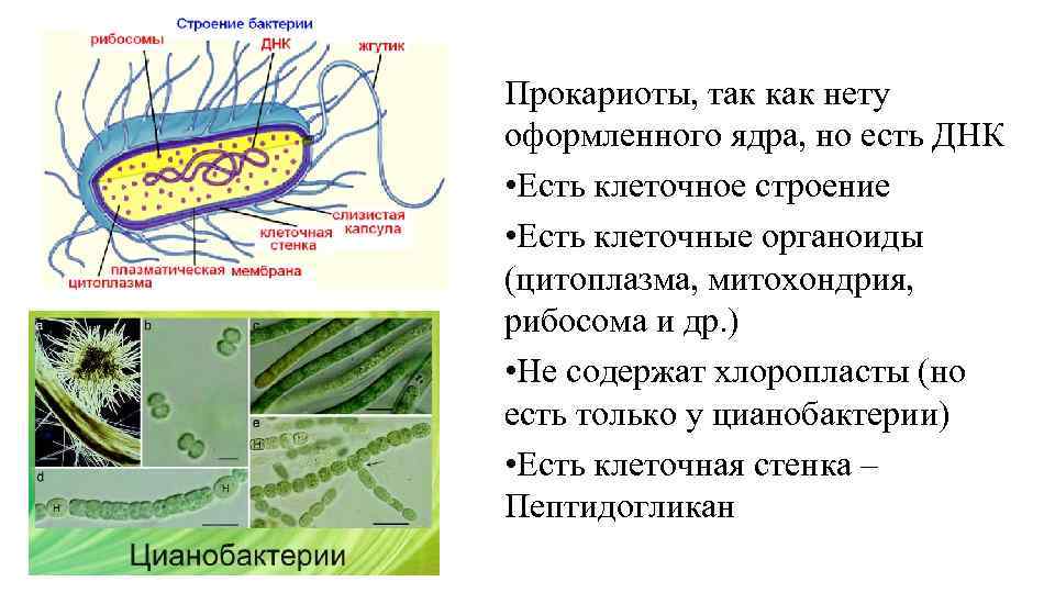 Прокариоты, так как нету оформленного ядра, но есть ДНК • Есть клеточное строение •