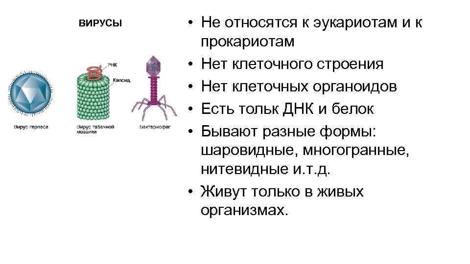 K virus. Вирусы относятся к. Прокариоты эукариоты вирусы. Вирусы относятся к прокариотам или эукариотам. Вирусы относят к.