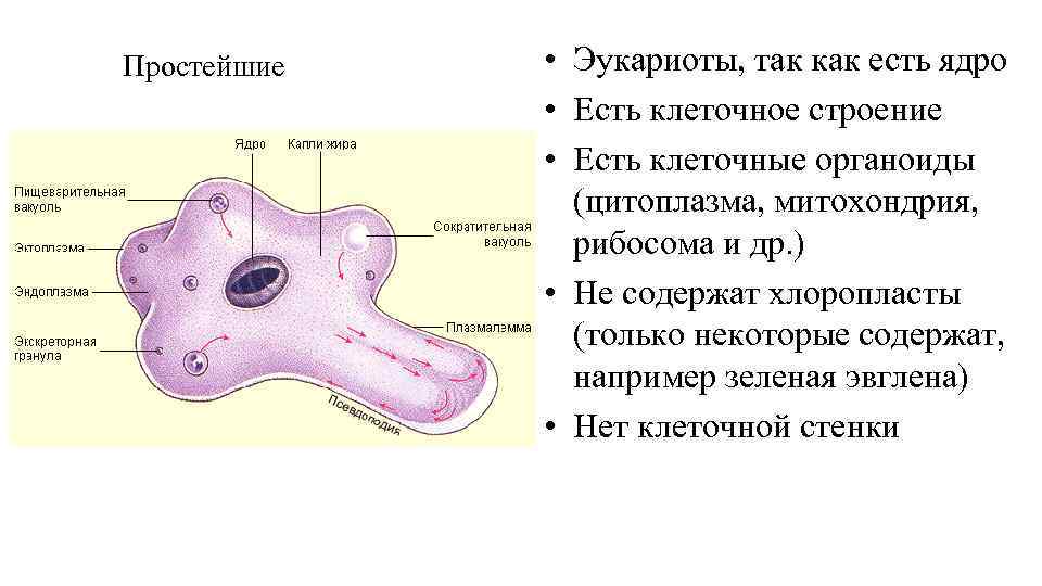 Простейшие • Эукариоты, так как есть ядро • Есть клеточное строение • Есть клеточные