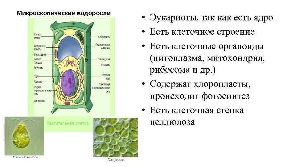 Микроскопические водоросли • Эукариоты, так как есть ядро • Есть клеточное строение • Есть