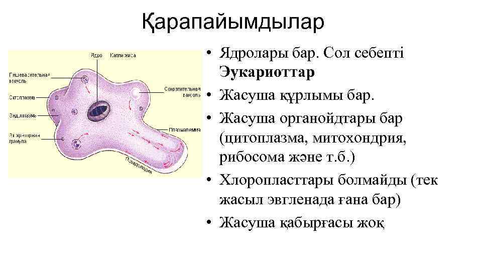 Қарапайымдылар • Ядролары бар. Сол себепті Эукариоттар • Жасуша құрлымы бар. • Жасуша органойдтары