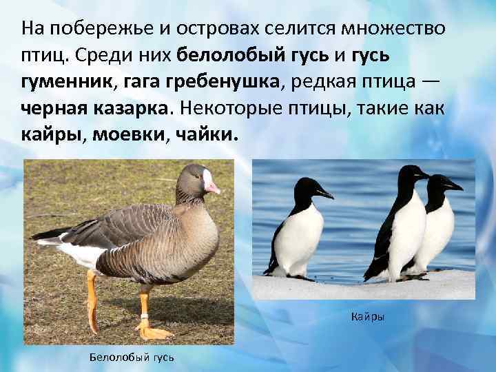 На побережье и островах селится множество птиц. Среди них белолобый гусь и гусь гуменник,