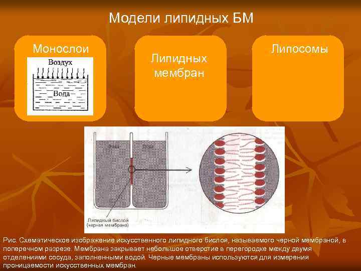 Модели липидных БМ Монослои Липидных мембран Липосомы Рис. Схематическое изображение искусственного липидного бислоя, называемого