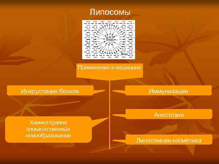 Липосомы Применение в медицине Инкрустация белков Иммунизация Анестезия Химиотерапия злокачественных новообразований Липосомная косметика 