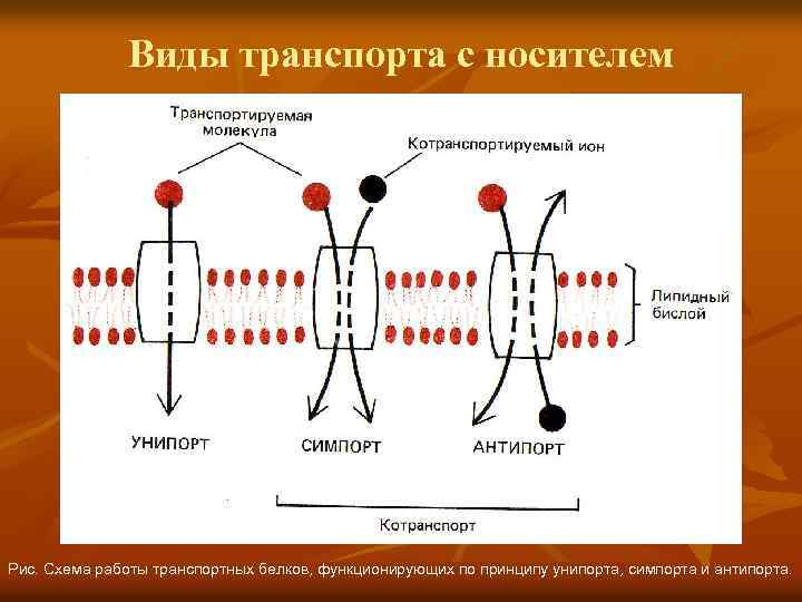 Виды транспорта с носителем Рис. Схема работы транспортных белков, функционирующих по принципу унипорта, симпорта