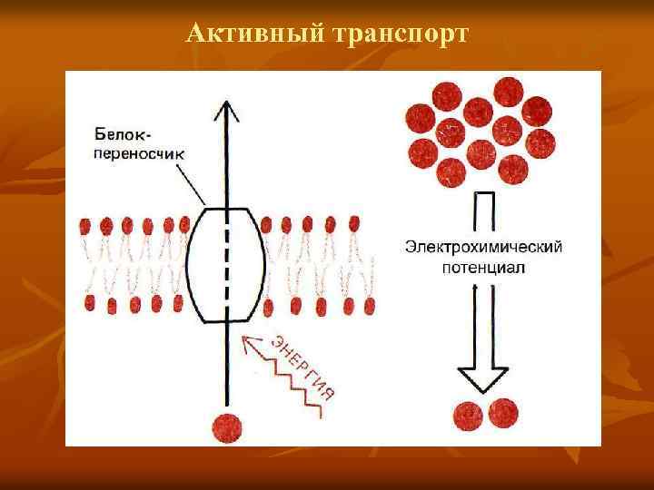 Активный транспорт 