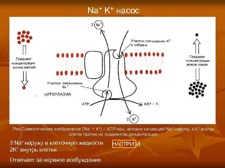 Na+ K+ насос Рис. Схематическое изображение (Na+ + K+) – ATP-азы, активно качающей Na+