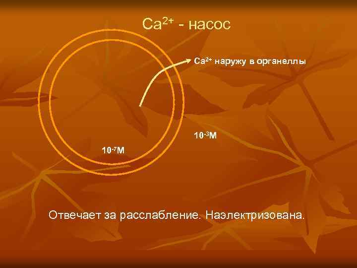 Ca 2+ - насос Ca 2+ наружу в органеллы 10 -3 М 10 -7