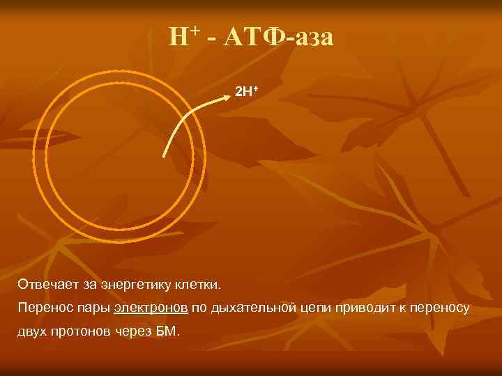 H+ - ATФ-аза 2 H+ Отвечает за энергетику клетки. Перенос пары электронов по дыхательной