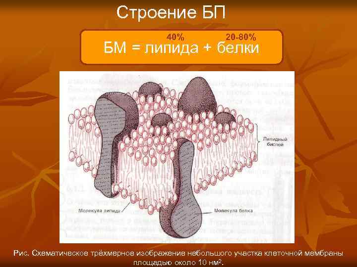 Строение БП 40% 20 -80% БМ = липида + белки Рис. Схематическое трёхмерное изображение