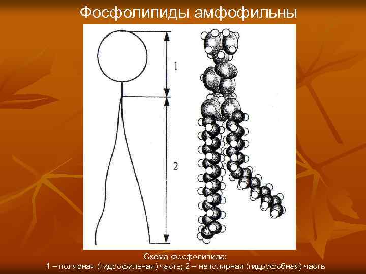 Фосфолипиды амфофильны Схема фосфолипида: 1 – полярная (гидрофильная) часть; 2 – неполярная (гидрофобная) часть