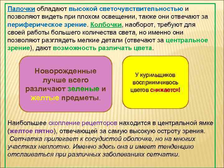 Палочки обладают высокой светочувствительностью и позволяют видеть при плохом освещении, также они отвечают за