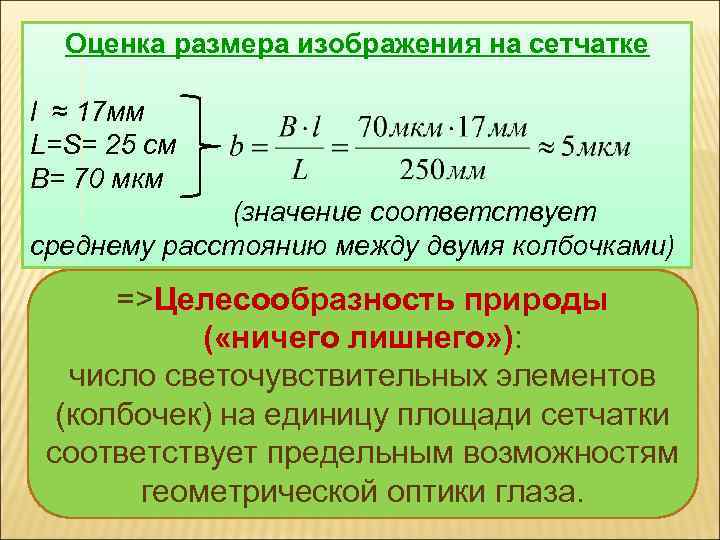 Оценка размера изображения на сетчатке l ≈ 17 мм L=S= 25 см B= 70