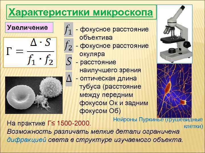 Изображение даваемое микроскопом