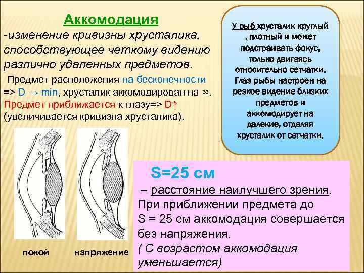 Аккомодация -изменение кривизны хрусталика, способствующее четкому видению различно удаленных предметов. Предмет расположения на бесконечности