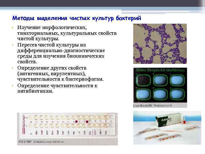 Схема изучения чистой культуры микроорганизмов с целью определения вида