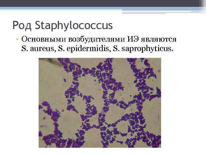 Poд Staphylococcus • Основными возбудителями ИЭ являются S. aureus, S. epidermidis, S. saprophyticus. 