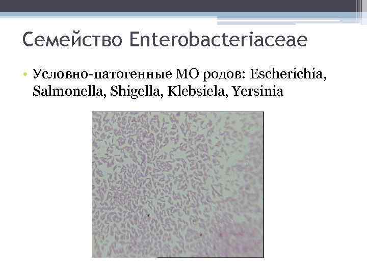 Семейство Enterobacteriaceae • Условно-патогенные МО родов: Escherichia, Salmonella, Shigella, Klebsiela, Yersinia 