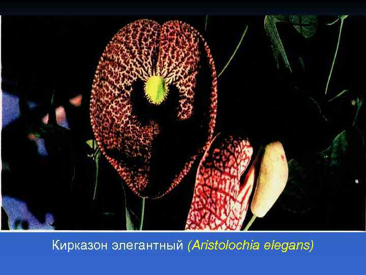 Кирказон элегантный (Aristolochia elegans) 