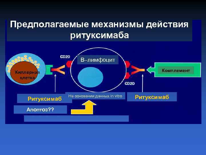 Предполагаемые механизмы действия ритуксимаба В–лимфоцит Комплемент Киллерная клетка Ритуксимаб Апоптоз? ? На основании данных