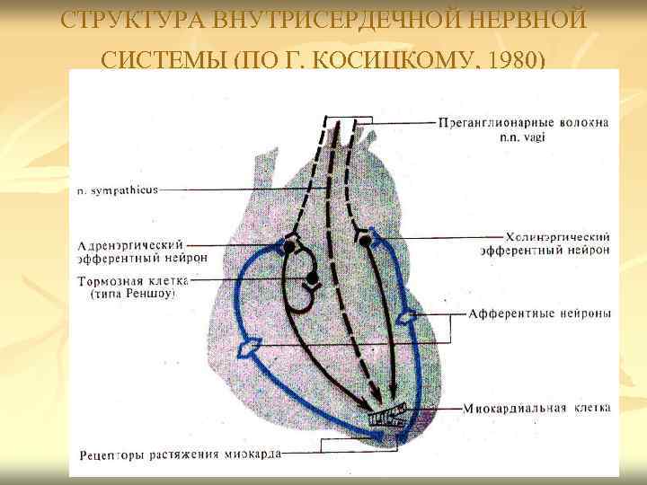 СТРУКТУРА ВНУТРИСЕРДЕЧНОЙ НЕРВНОЙ СИСТЕМЫ (ПО Г. КОСИЦКОМУ, 1980) 