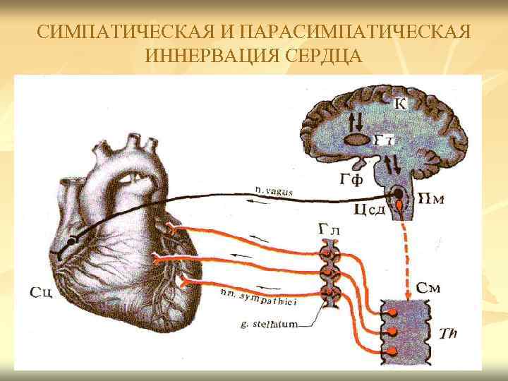 СИМПАТИЧЕСКАЯ И ПАРАСИМПАТИЧЕСКАЯ ИННЕРВАЦИЯ СЕРДЦА 