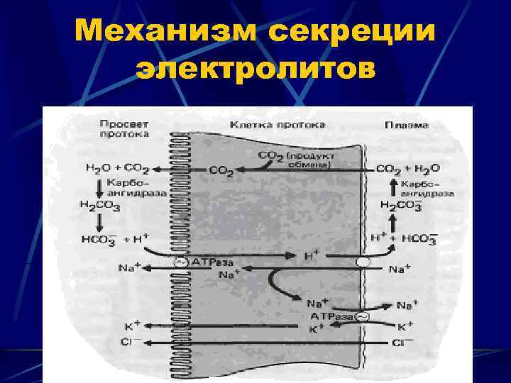 Механизм секреции электролитов 