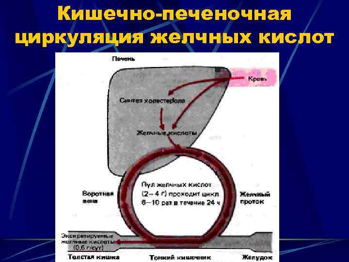 Кишечно-печеночная циркуляция желчных кислот 