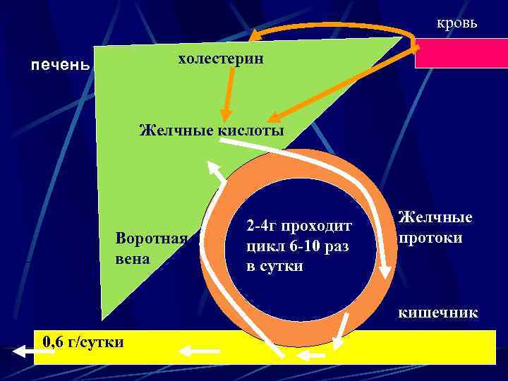 кровь холестерин печень Желчные кислоты Воротная вена 2 -4 г проходит цикл 6 -10